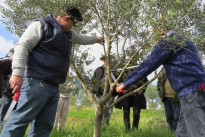 Produtores e técnicos participam de curso sobre poda de oliveiras